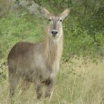 טיול דרום אפריקה צבי