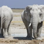 ספארי בטנזניה פילים