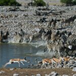 ספארי בטנזניה אנטילופות