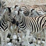 ספארי בטנזניה זברות