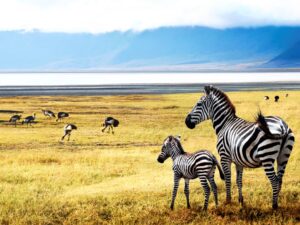 istock_tanzania
