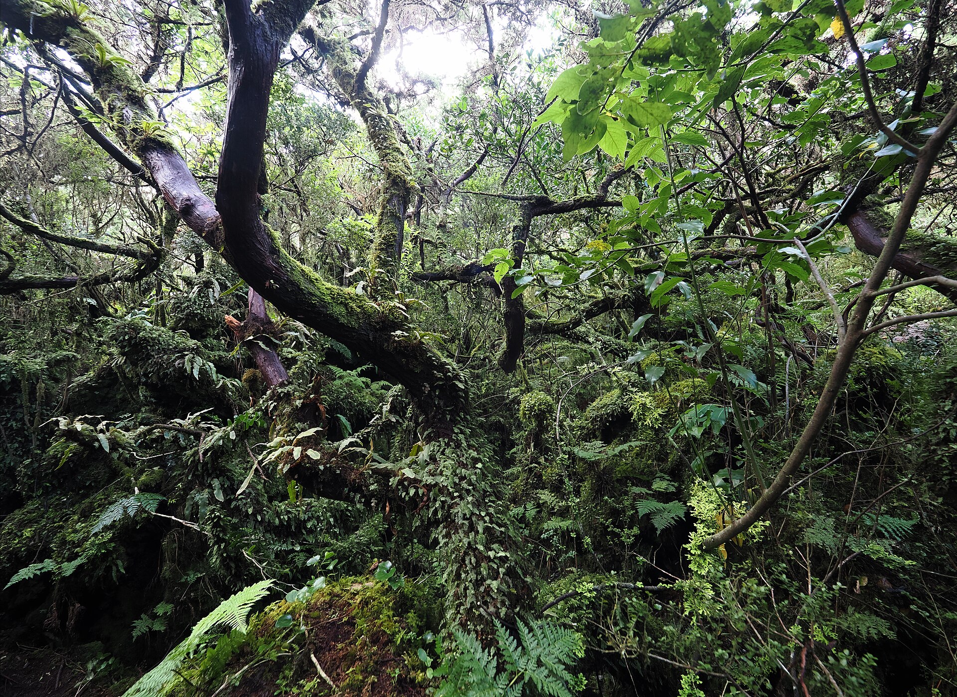 טרסיירה טיול הליכה