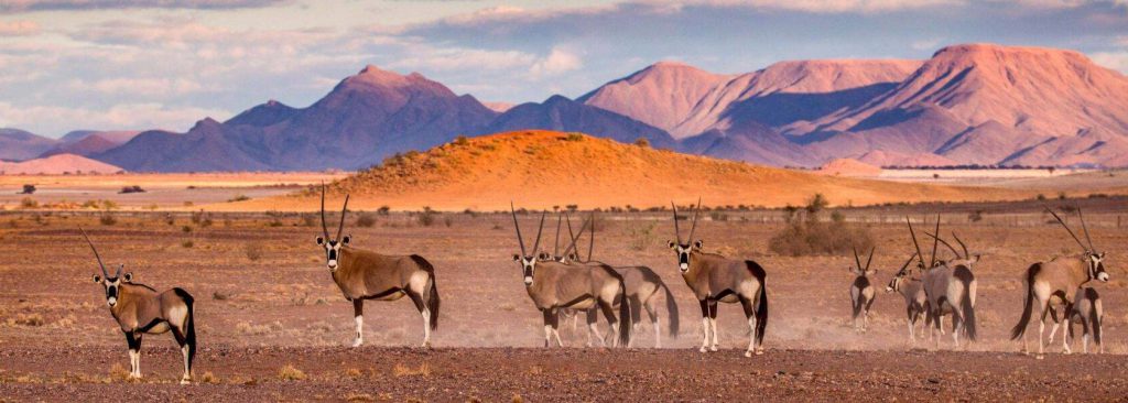 נוף בנמיביה עם עדר ראמים - טיול לנמיביה עם עולם נסתר
