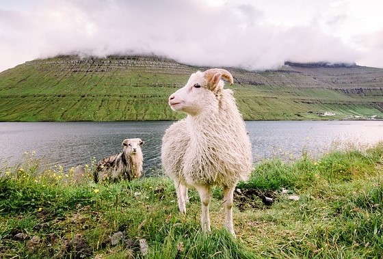 מראה טיפוסי - כבשים באיי פארו - טיול עם עולם נסתר
