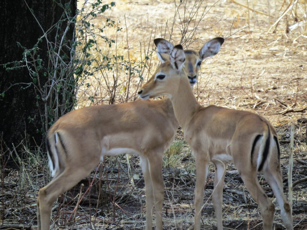 17.1 - מהוואסה לאדיס אבבה