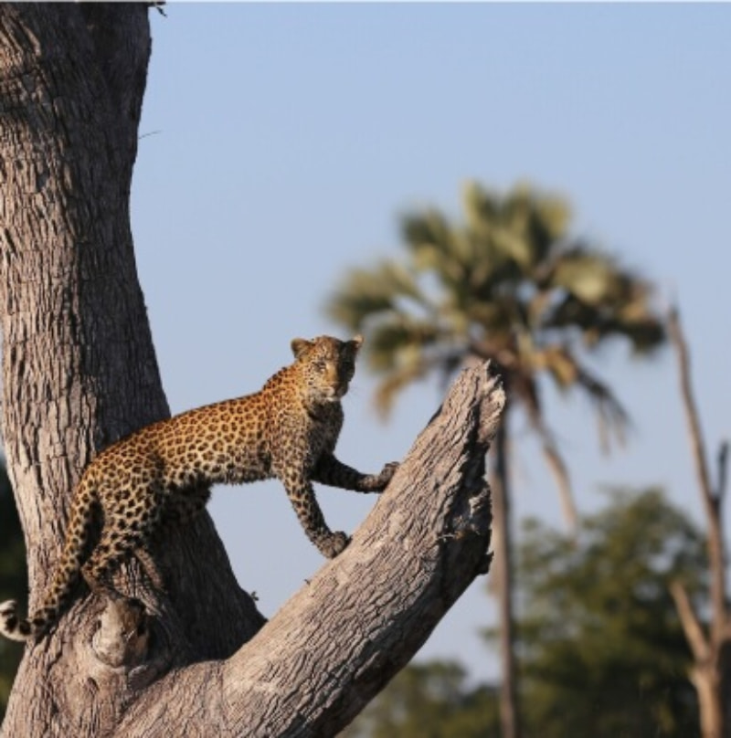 אטושה- רצועת קפריבי