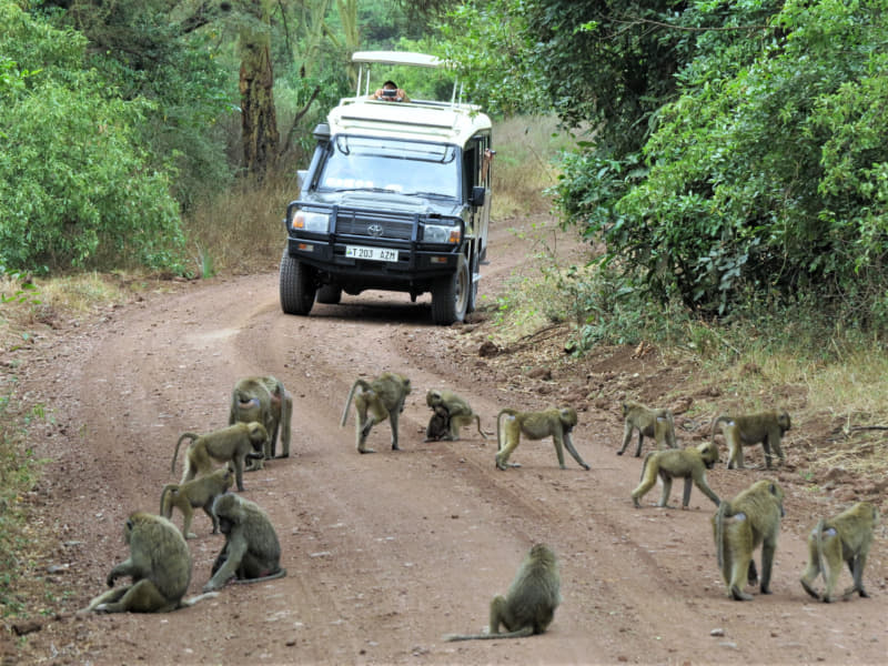 ספארי בטנזניה - עולם נסתר
