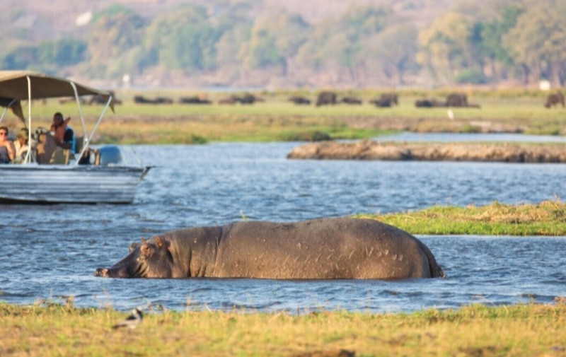 פארק הלאומי צ'ובה- בוטסואנה