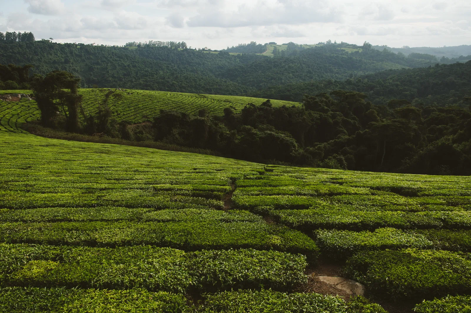 טיול מאורגן לדרום טנזניה עם ד"ר גילי חסקין