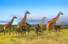 ספארי במרכז שמורת הסרנגטי