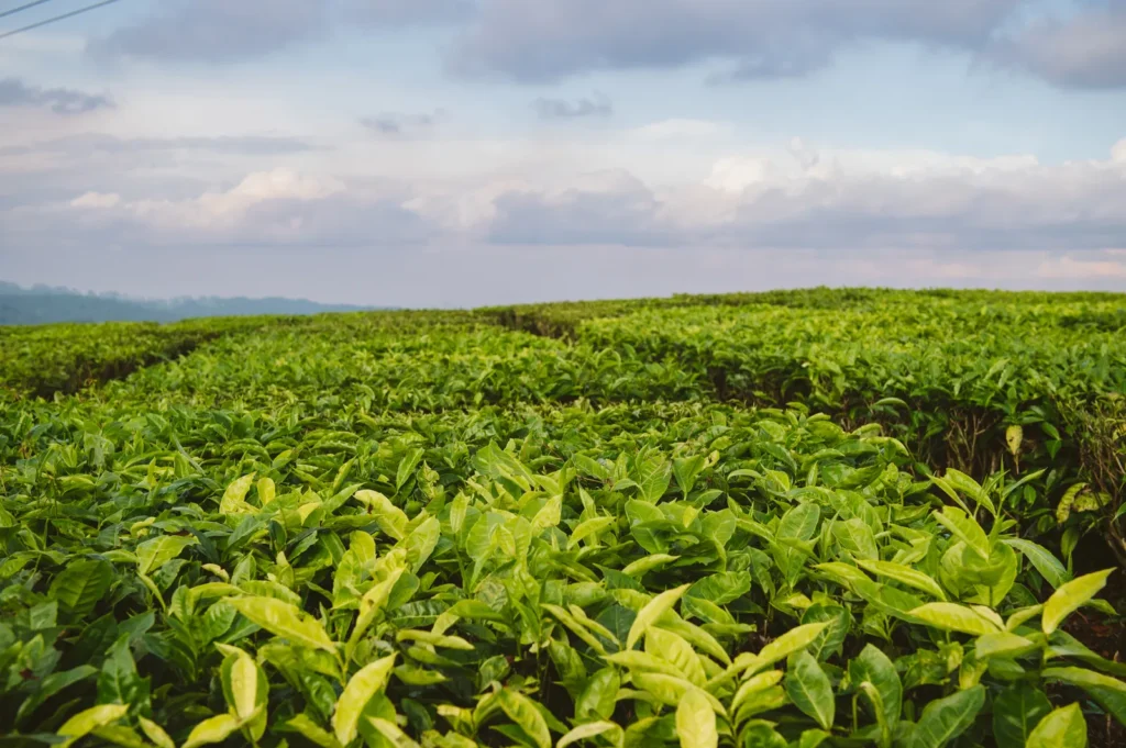 פעילויות במופינדי