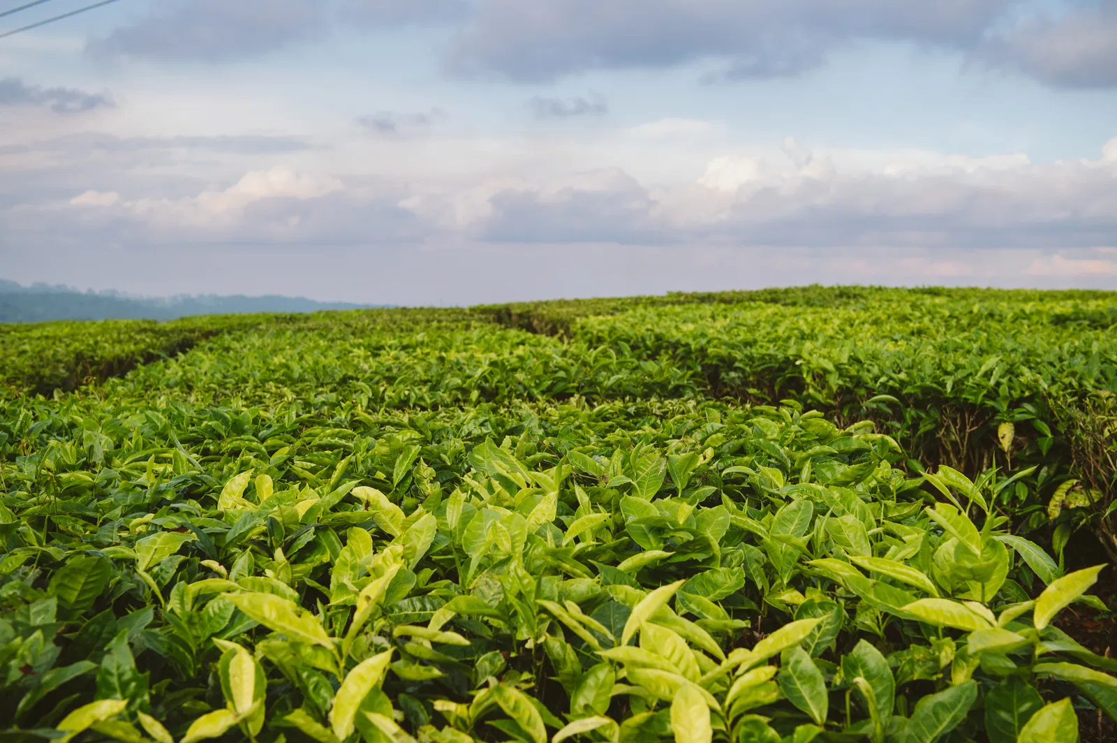 טיול מאורגן לדרום טנזניה עם ד"ר גילי חסקין