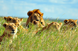 חקירת שמורת רואהה