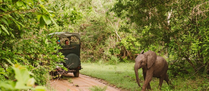 הגעה לטנזניה ונסיעה לספארי