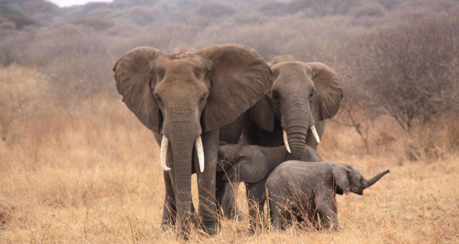 טיול לטנזניה
