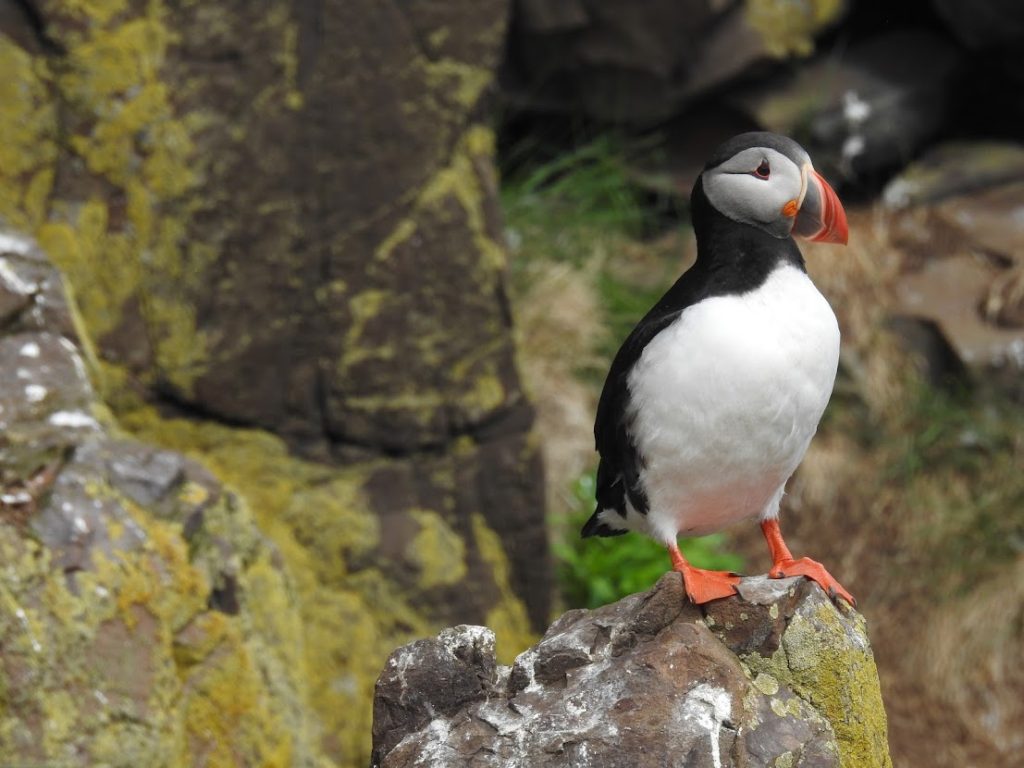 ציפור פאפין באיי פארו - טיול עם עולם נסתר